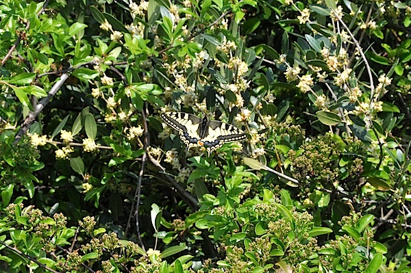 Arbusti da identificare